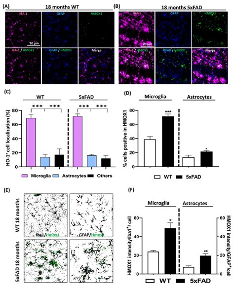 Microglial Hmox Rna Expression Is Increased In Month Old Xfad