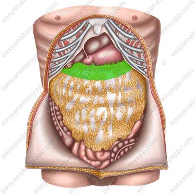 Peritoneum. Omenta. Abdominal cavity – Easy Anatomy 3D