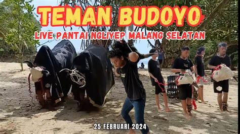 Teman Budoyo Live Pantai Ngliyep YouTube