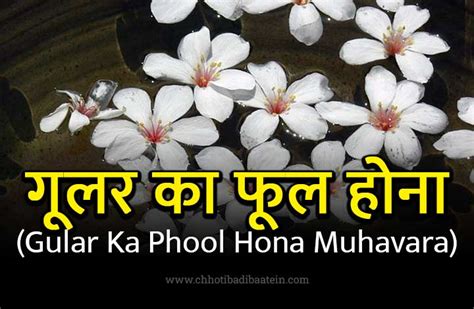 गूलर का फूल होना मुहावरे का अर्थ और वाक्य प्रयोग Gular Ka Phool Hona