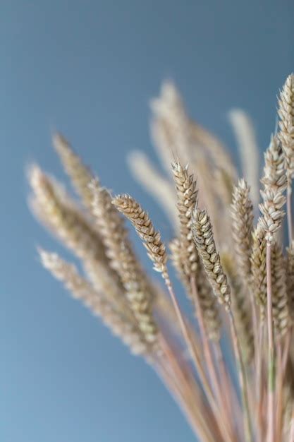 Closeup De Espigas De Trigo Em Um Fundo Azul Foto Premium