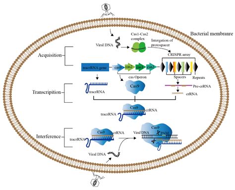 IJMS Free Full Text Development And Applications Of CRISPR Cas9