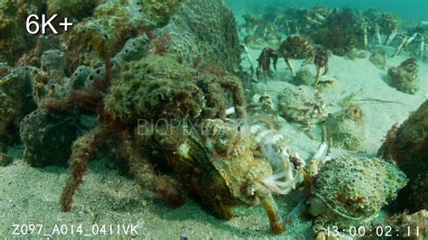 Crab Australian Spider Crab Giant Spider Crab Mass Migration 65k 2