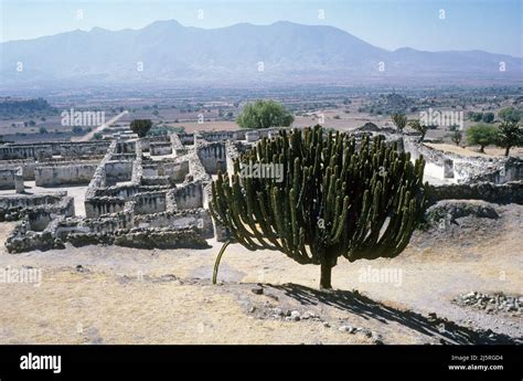 MEXICO OAXACA A View Of A Candelabra Cactus And The Stone Ruins At