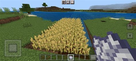 How To Grow Wheat In Minecraft 2023 A Staple For Any Beginner Gamegrinds