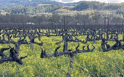 History of Wine in Napa Valley - Platypus Wine Tours | California Wine Country Tours