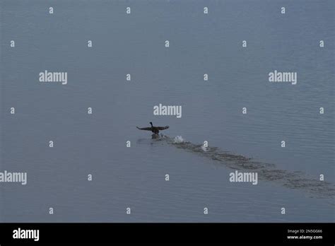 Bird taking off Stock Photo - Alamy