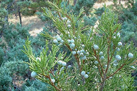 Juniperus Scopulorum Rocky Mountain Juniper