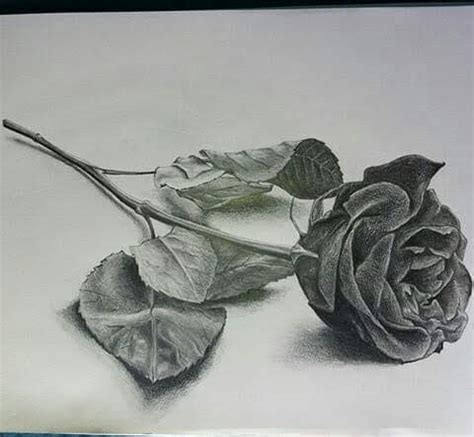 Rose shading drawing. " Artistdipankar