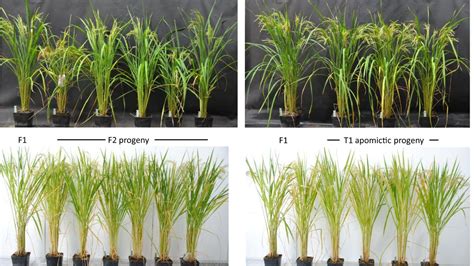 This Rice Breeding Breakthrough Could Feed Billions And Solv