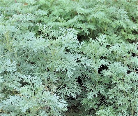 Weeding Wormwood Garden In Delight