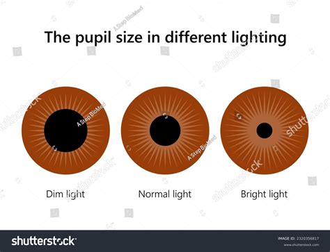 Human eye. The pupil size in different lighting. - Royalty Free Stock ...