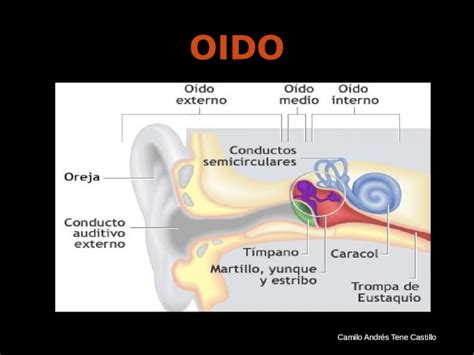 PPTX Oído Externo y Medio Conducto auditivo externo membrana