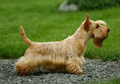 Scottish Terrier Temperament, Price, Puppies & Breeder Tips