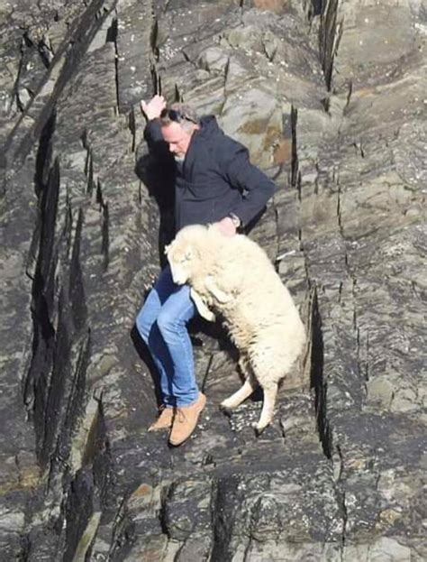 Farmer Risks Life To Save Sheep The Pembrokeshire Herald