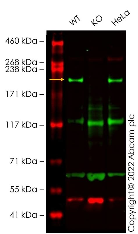 Pre Made Human Nup Gp Knockout Hek T Cell Lysate Ab