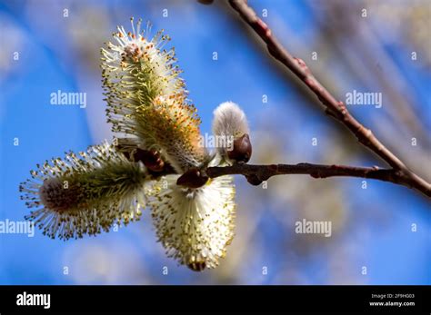 Close Up Of Giant Pussy Willow Salix Chaemimeloides Catkins US