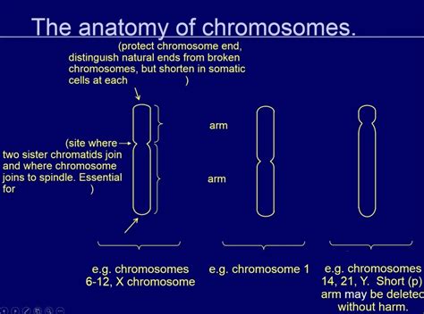 Diagram Of Chromosomal Abnormalities Quizlet