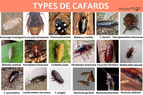 19 TYPES DE CAFARDS Petite Blatte Blatte De Jardin Et Bien D Autres