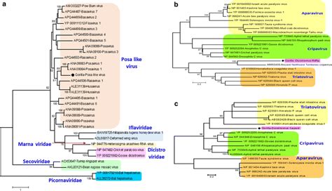 A Phylogenetic Analysis Of Picornavirales Posa Like Viruses Sequence