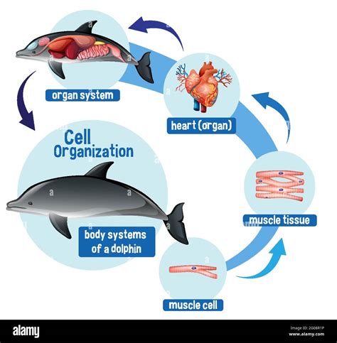 Dolphin Life Cycle Diagram For Kids