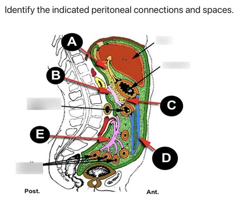 Participation Quiz Anterior Abdominal Wall And Abdominal Cavity Diagram