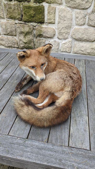 Volpe Rossa Allestimento Tassidermico A Corpo Intero Vulpes Vulpes