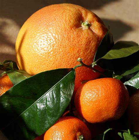 Free Images Nature Produce Tropical Fruit Sunny Tangerine