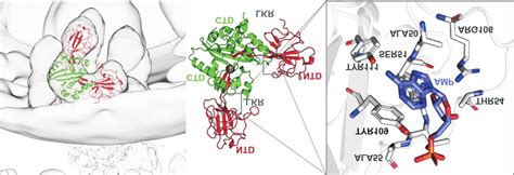 The Ligand Binding Site Of Sars Cov 2 N Protein For The Computational