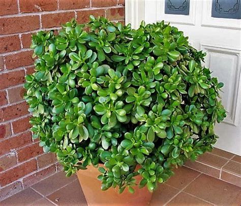 Planta Jade ou Árvore da Felicidade Muda de Suculenta Jardim