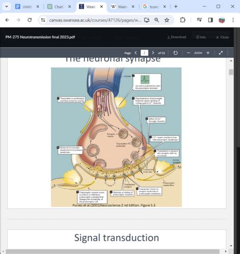 Pm Lecture Synapses And Chemical Neurotransmission Flashcards