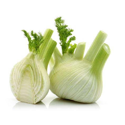 Fennel – Dandrea