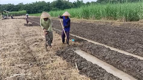 Cara Membuat Bedengan Gulutan Di Lahan Bekas Tanaman Jagung Youtube