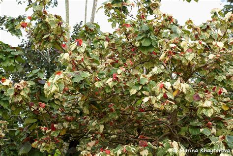 Trees of Tropical Asia - Hibiscus tiliaceus