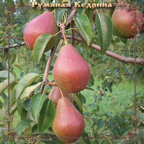 Черенки летних сортов груши — Страница 2 — Сад Мордовии