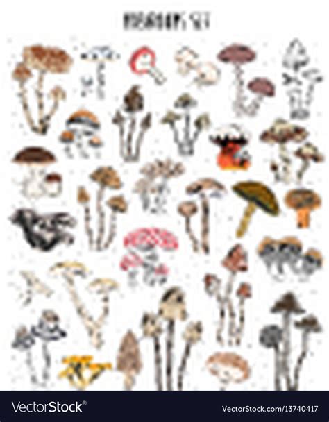 Collection Of Hand Drawn Colorful Mushrooms Set Vector Image