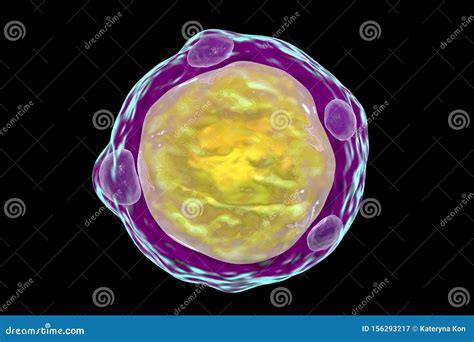 Parasitario De Blastocystis Hominis Stock De Ilustraci N Ilustraci N