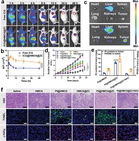 A B In Vivo Fluorescence Images Of A549tumorbearing Mice And