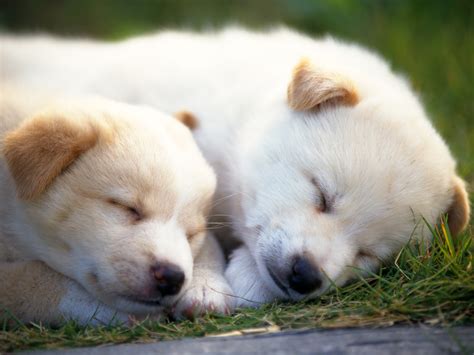 Dogs Dogs Dogs Dogs | Encyclopedia of World Photo