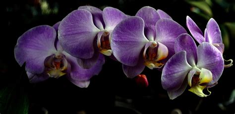 Orquídeas Phalenopsis Flores Foto gratis en Pixabay Pixabay