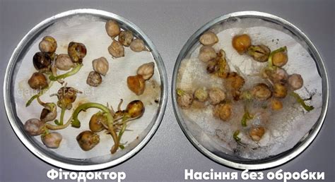 Біофунгіцид Фітодоктор для захисту насіння | Сад и Огород