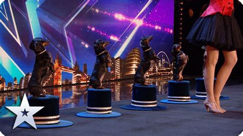 Doggies Got Talent Diana Vedyashinka And Her Dancing Dogs