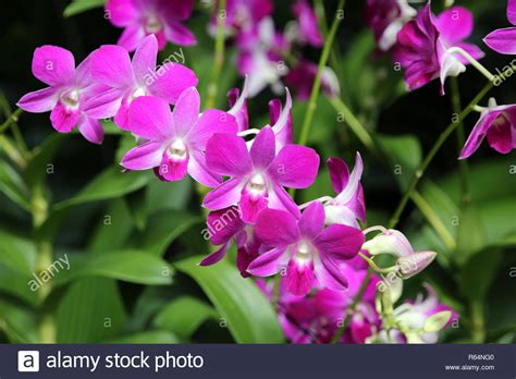 Orchid Hybrid Dendrobium Matti Stock Photo Alamy