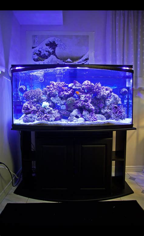 75 Gallon Bow Front Aquarium HomeDesignPictures