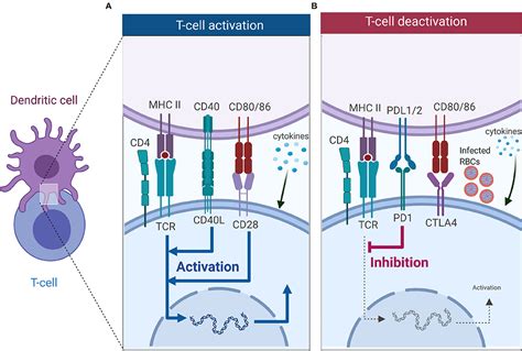 Frontiers The Impact Of Malaria Parasites On Dendritic Cellt Cell