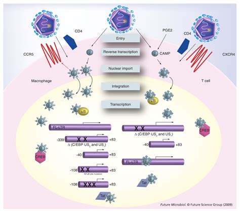 CCAAT enhancer binding protein β regulates HIV 1 gene expression in