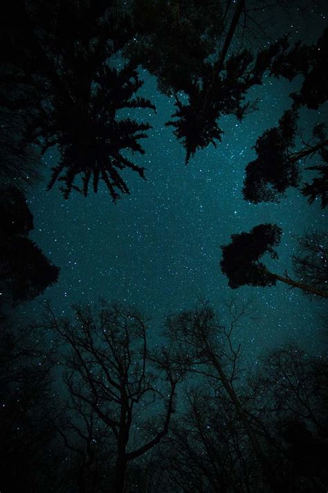 Sky Trees Under Starry Sky Night Image Free Photo