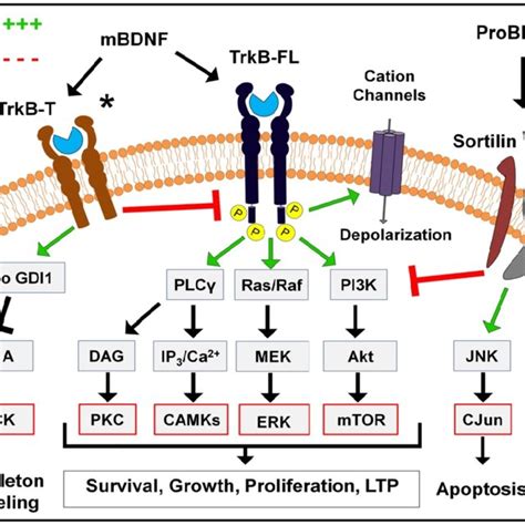 Bdnf Synthesis And Release Download Scientific Diagram