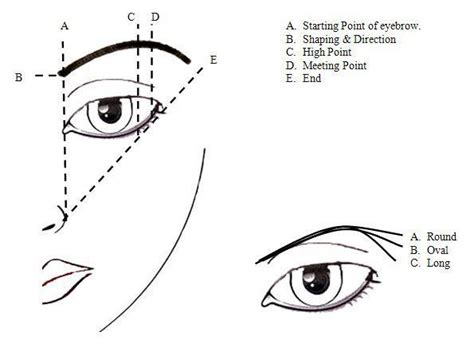 We Follow The Golden Ratio When Shaping Brows Contact Us To Make An