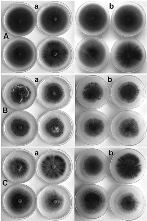 Colony Morphology Of The Isolates Of Group A B And C On Download